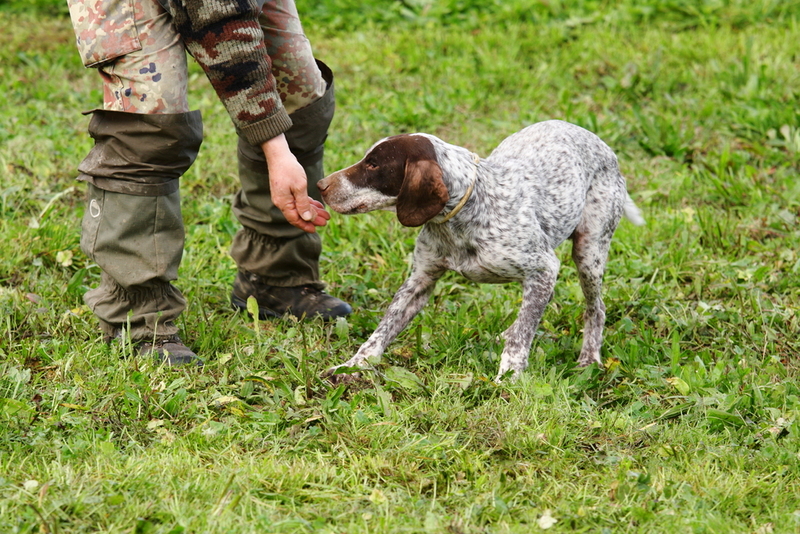 Spürhunde werden darauf trainiert, Trüffel zu finden, die für bis zu 3.000 Dollar pro halbes Kilo verkauft werden | Shutterstock