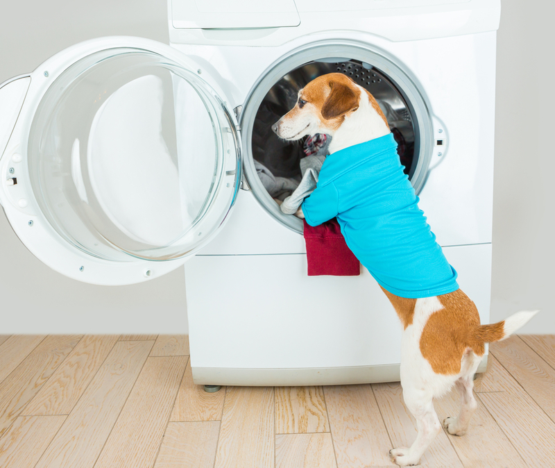 Manche Hunde helfen beim Wäschewaschen | Shutterstock