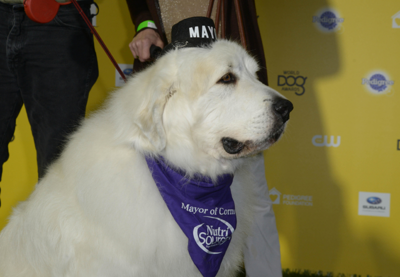 Ein großer Pyrenäenberghund wurde zum Bürgermeister gewählt | Alamy Stock Photo
