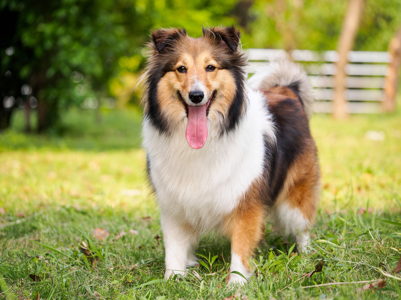 Shetland Schäferhund | Shutterstock