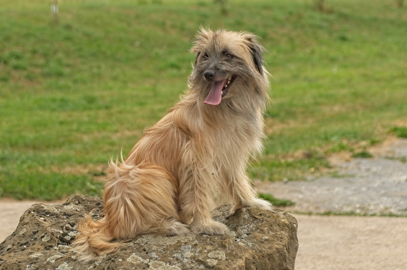 Pyrenäenschäferhund | Shutterstock