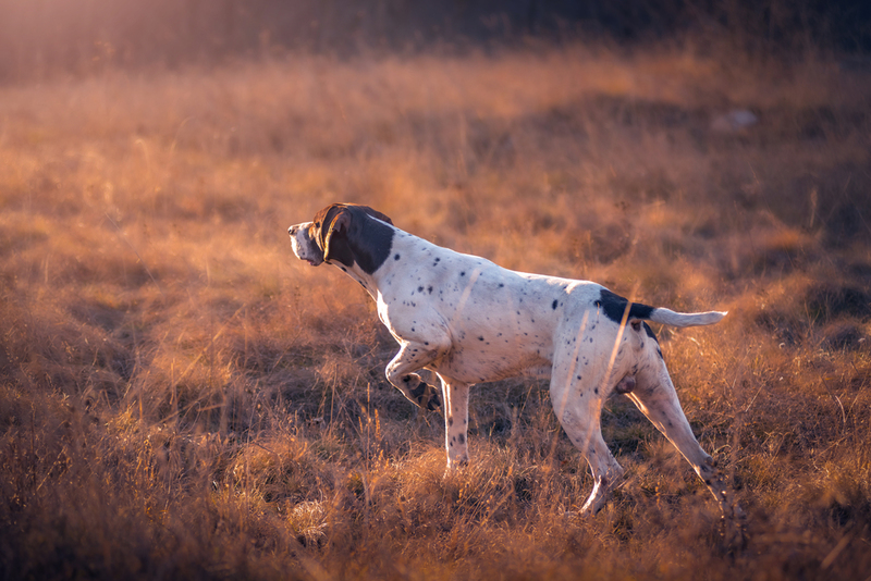 Vogeljagdhunde werden zur Rettung der einheimischen Vogelpopulation Neuseelands eingesetzt | Shutterstock
