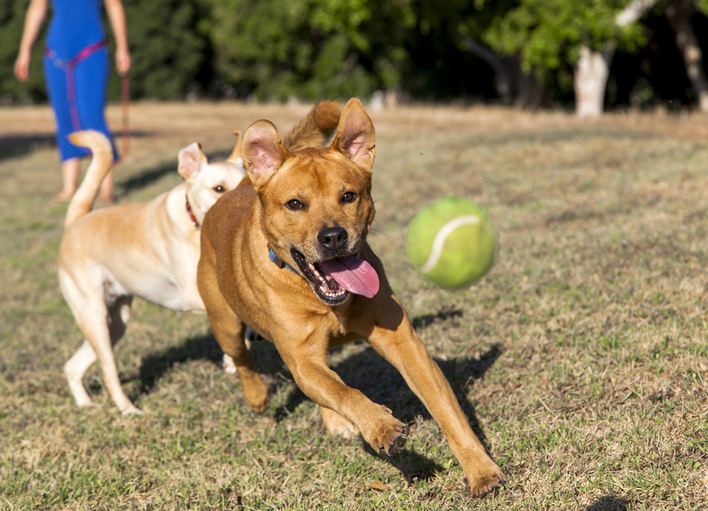 Hunde dürfen bei offiziellen Spielen Tennisbälle und Baseballschläger holen | Shutterstock