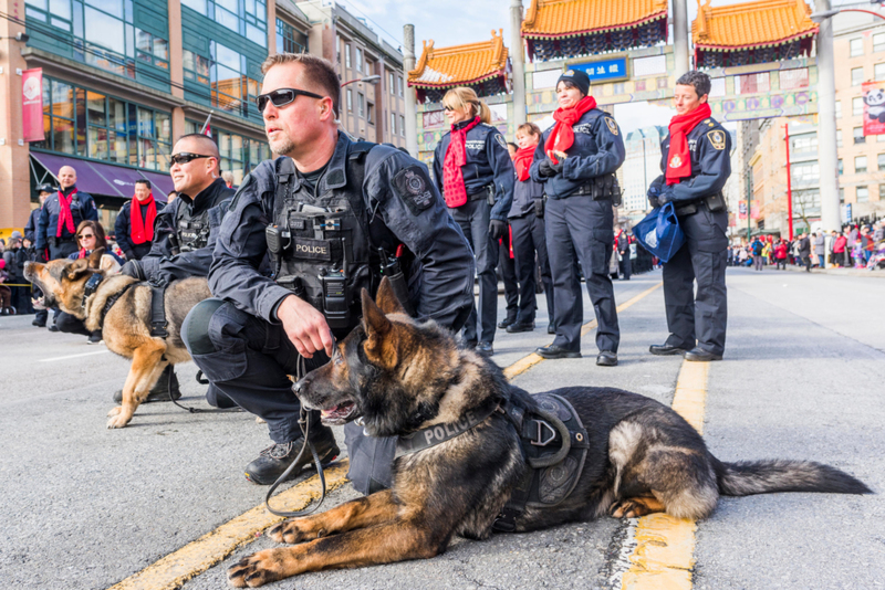 Die Polizeihunde von Vancouver helfen der Stadt in vielerlei Hinsicht | Alamy Stock Photo