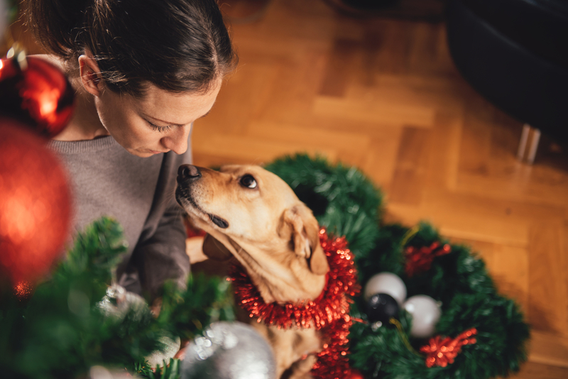 Hunde können Diabetikern helfen | Shutterstock