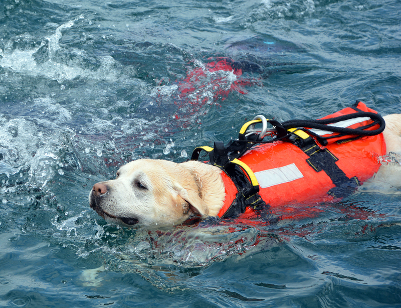 Diese Hunde springen aus Helikoptern, um Menschen zu retten | Shutterstock