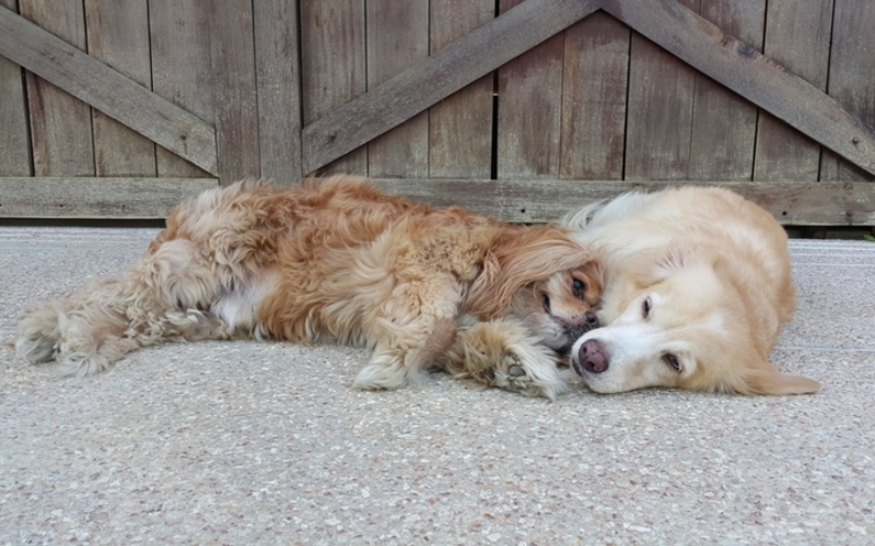 Dieser Golden Retriever ist ein Diensthund für einen blinden Cavalier King Charles Spaniel | Facebook/@GingerAndKimchi
