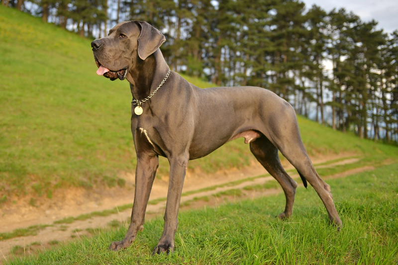 Deutsche Dogge | Shutterstock