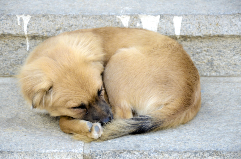 Curled Up Like a Fox | Shutterstock