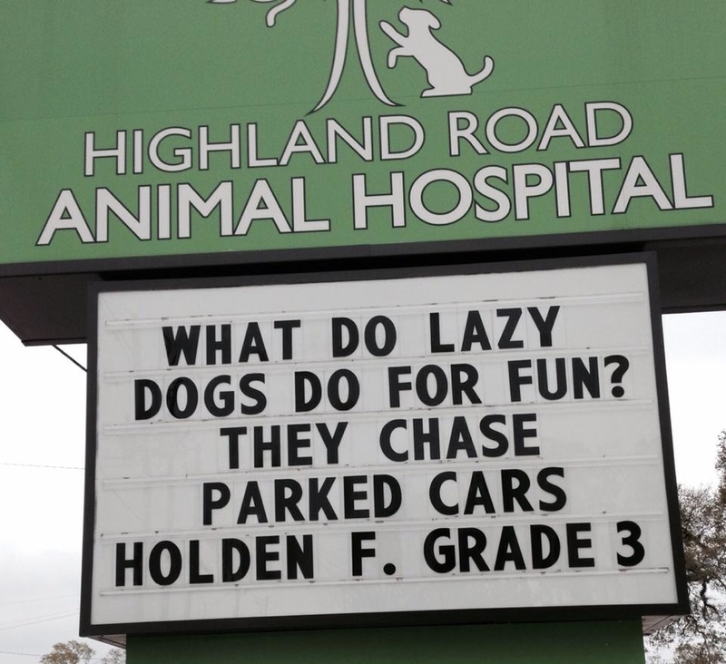 Chasing Cars Around Our Heads | Facebook/@HighlandRoadAnimalHospital