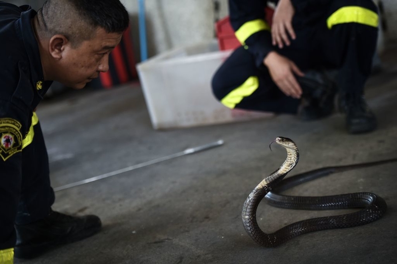 A Scary Snake Story | Getty Images Photo by LILLIAN SUWANRUMPHA/AFP via Getty Images