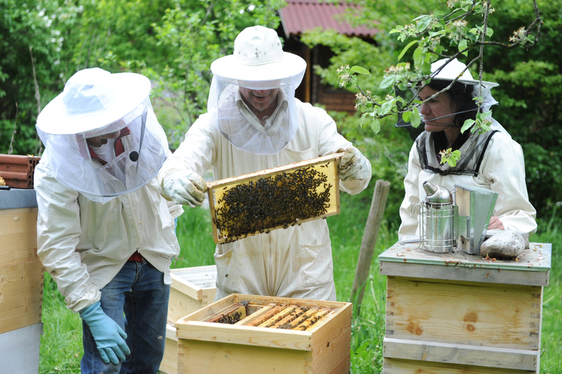 Taking the Hive to Its New Home | Alamy Stock Photo