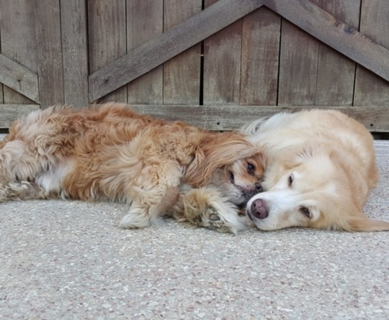 Dieser Golden Retriever ist ein Diensthund für einen blinden King-Charles-Spaniel | Facebook/@GingerAndKimchi