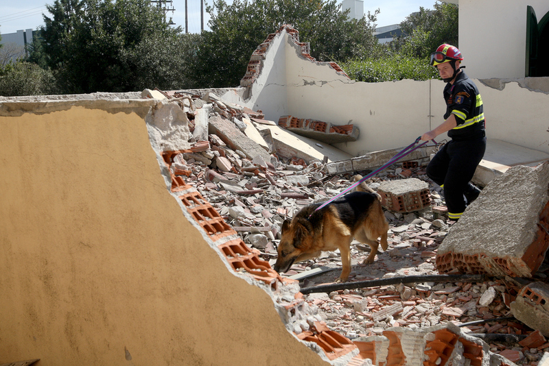 Auf der Suche nach Opfern und Überlebenden werden Hunde oft zu Katastrophenorten geschickt | Shutterstock