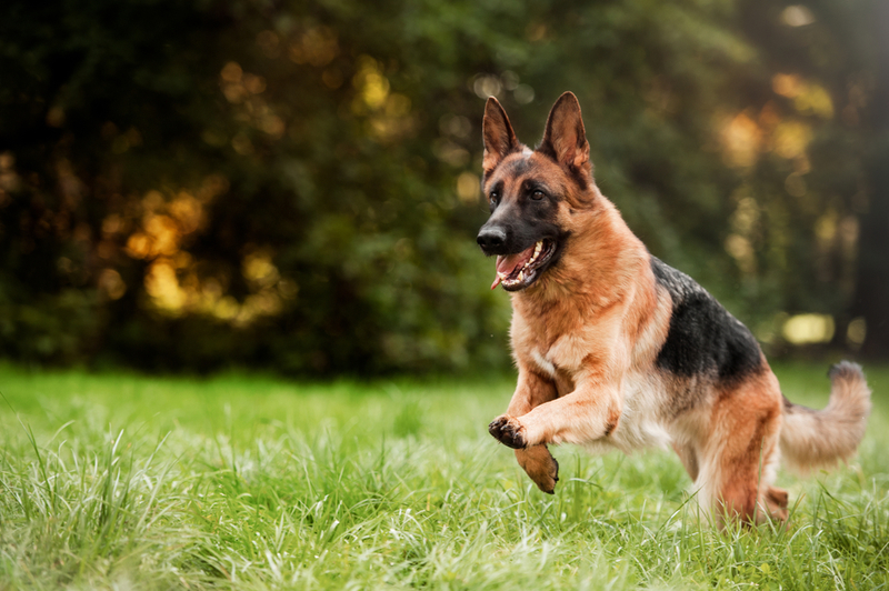 Deutscher Schäferhund | Shutterstock