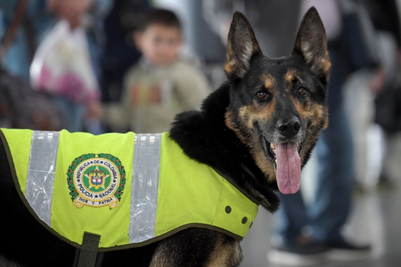 Dieser kolumbianische Deutsche Schäferhund hat dazu beigetragen, dass mehr als 200 Drogenhändler verhaftet wurden | Getty Images Photo by Raul ARBOLEDA / AFP