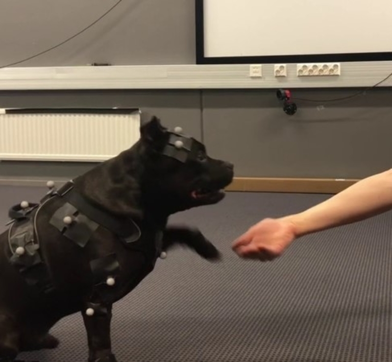 Dieser Staffordshire Bull Terrier hilft Videospiel-Animatoren | Twitter/@remedygames
