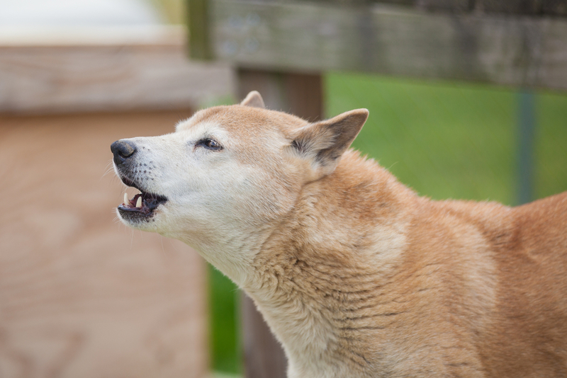Singender Hund aus Neuguinea | Shutterstock
