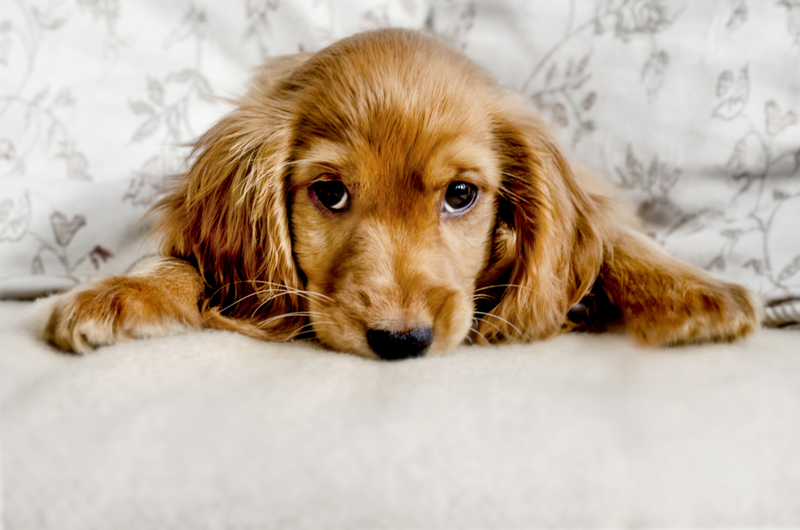 The Puppy Dog Eyes | Getty Images Photo by Busybee-CR