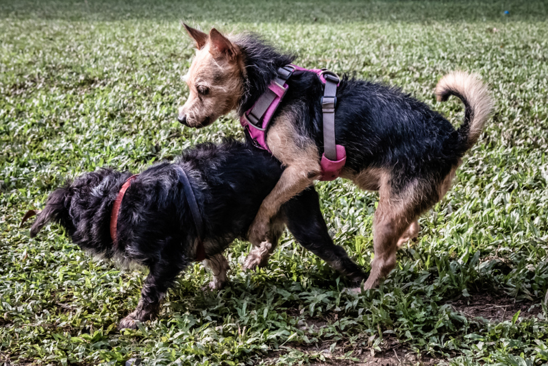 When Dogs Hump | Shutterstock