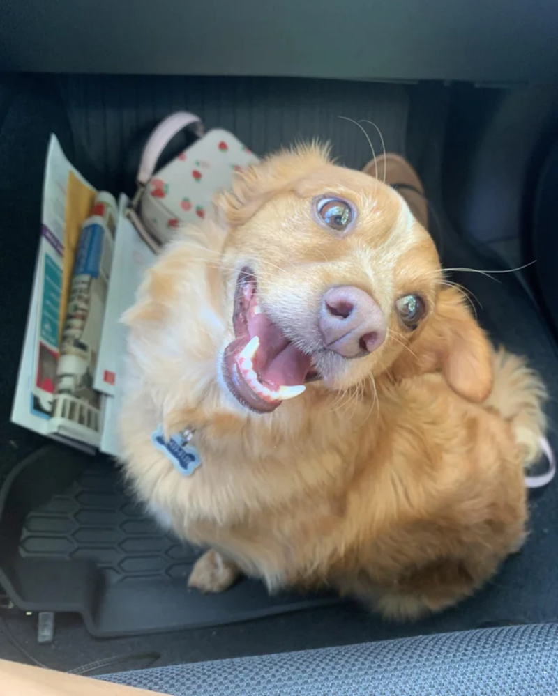 The Car Means Excitement | Reddit.com/Madison_fawn