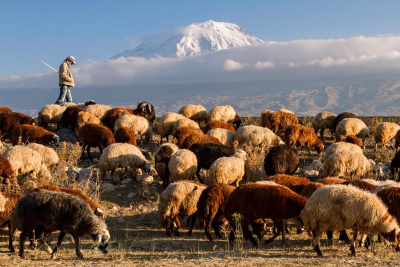 ¿Acaso no son muchas ovejas? | Alamy Stock Photo