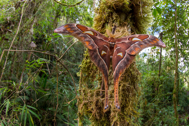 The Hercules Moth | Alamy Stock Photo