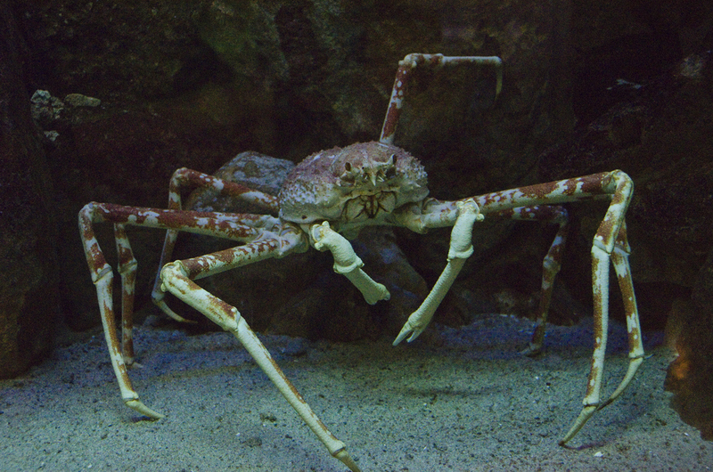 This Crab’s Legs Are Insane | Shutterstock