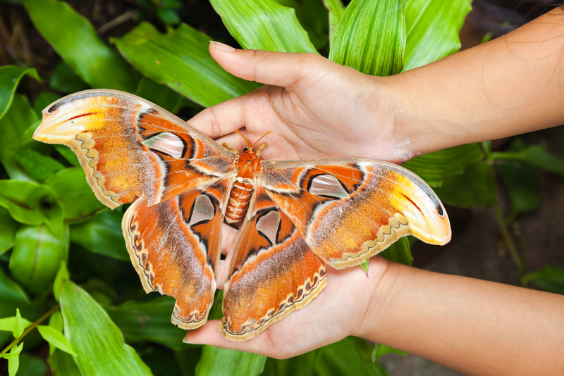 The Biggest Butterfly In The World Is A Lady | Shutterstock