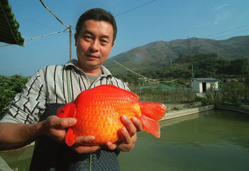 Pin Day Kam the Giant Goldfish | Getty Images Photo by OLIVER TSANG/South China Morning Post
