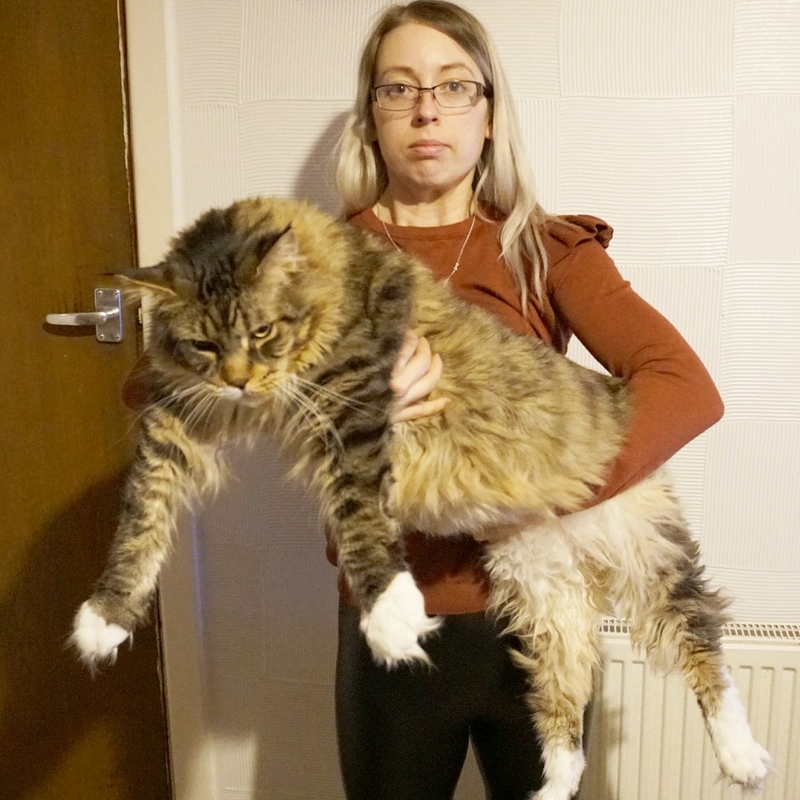 Ludo, The World’s Biggest House Cat, Is Seriously Huge | Facebook/@LudotheCat