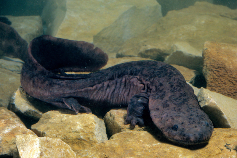 Largest Amphibian Species | Alamy Stock Photo