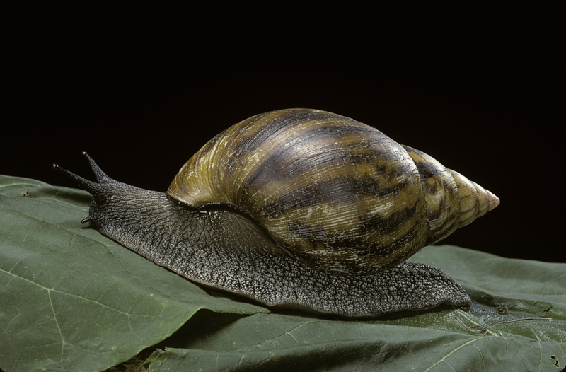 The Giant African Snail | Getty Images Photo by Paul Starosta