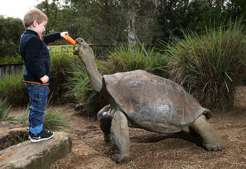 The World’s Largest Tortoise Weighed 919 lbs. | Getty Images Photo by Peter Lorimer/Newspix