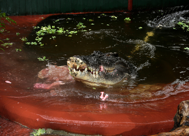 Cassius The Giant Crocodile | Getty Images Photo by Marc McCormack/Newspix
