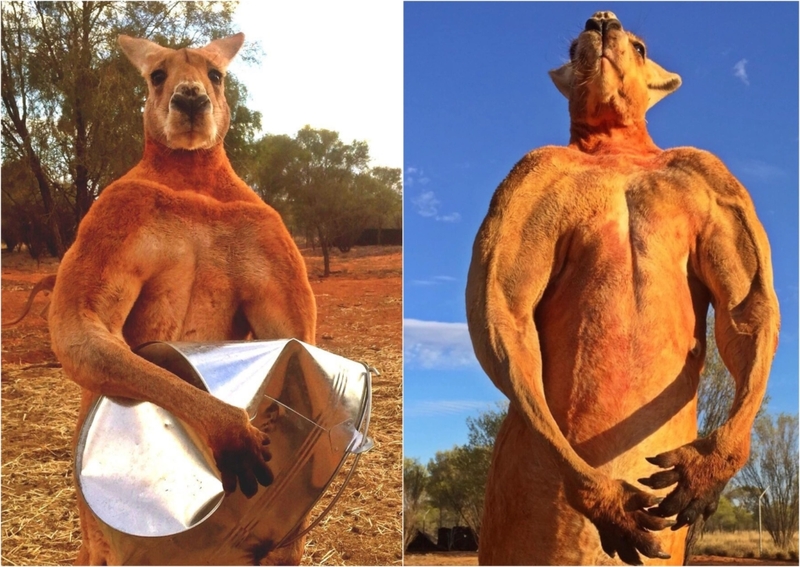 The Red Kangaroo Is Basically A Body Builder | Facebook/@thekangaroosanctuary