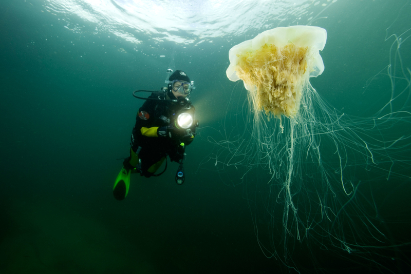 King of the Jellyfish | Alamy Stock Photo