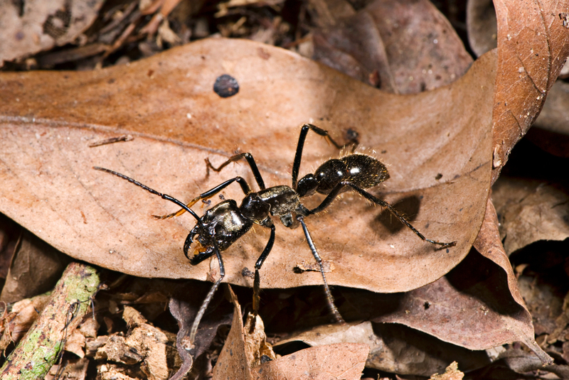 World’s largest Ants | Shutterstock
