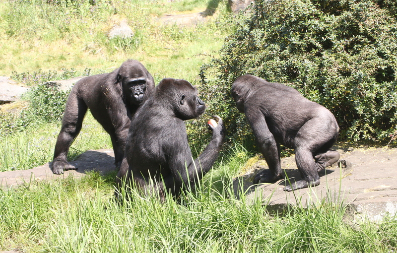 Where Do Gorillas Live? | Alamy Stock Photo