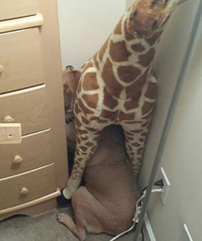 ¡Nadie me encontrará si me escondo bajo mi jirafa de juguete! | Imgur.com/eFOi0R1