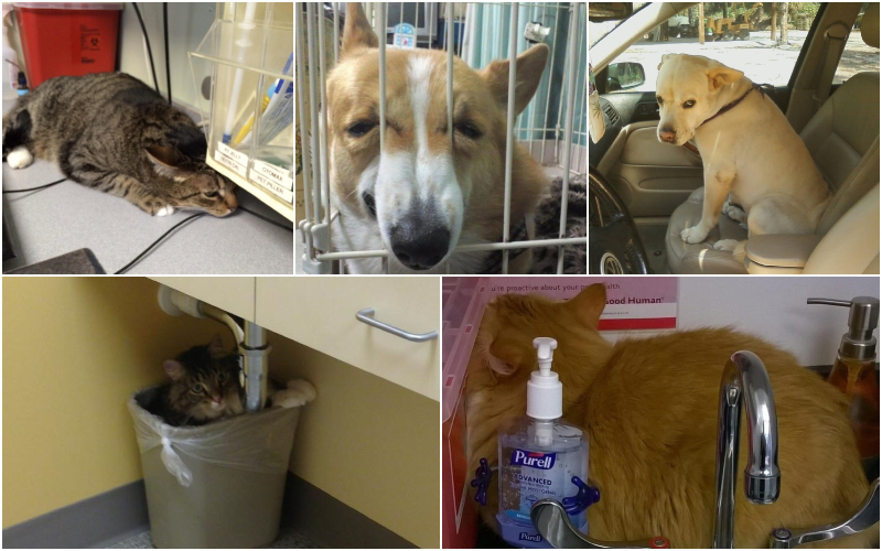 Las imágenes más tiernas y graciosas de mascotas dándose cuenta que las llevan al veterinario | Imgur.com/OBleCyV & H8zFSCt & 8fZTg & 4USdbnO & wfu8Q3G