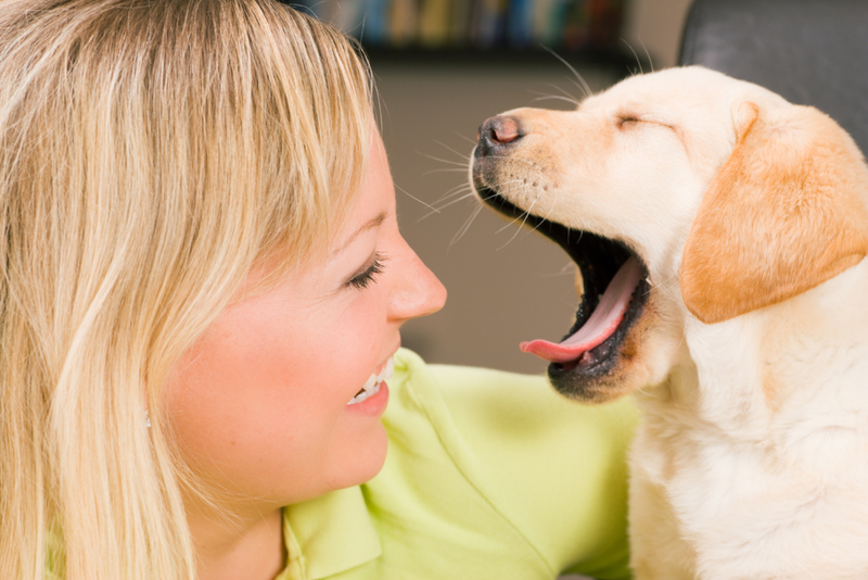 Schläfriger Hund | Shutterstock