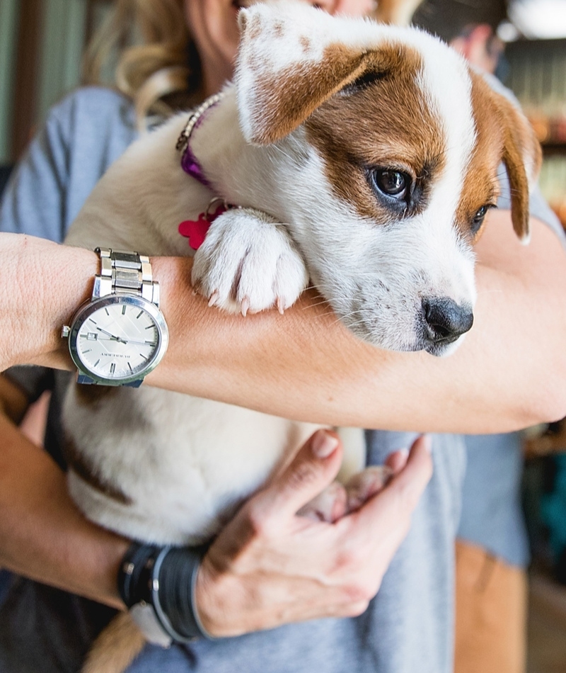 Der Traum eines geretteten Hundes | Getty images Photo by Rick Kern/WireImage