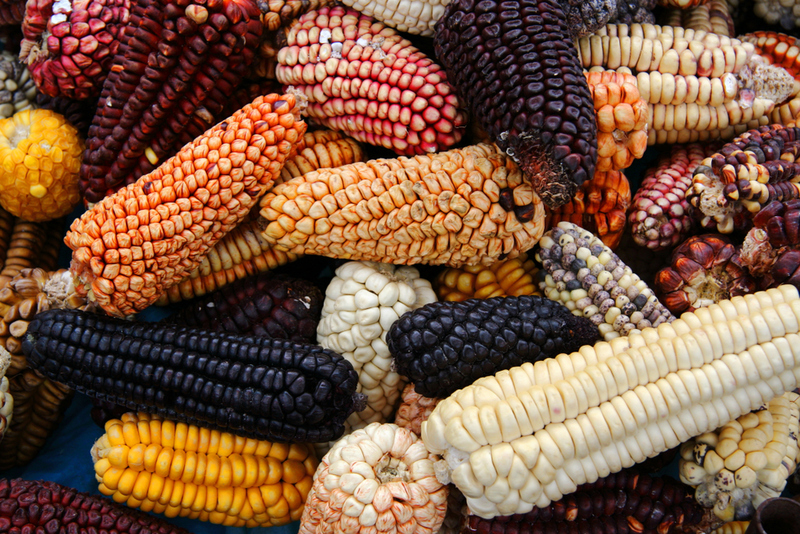 This Is the Earliest Proof of Maize Being Used | Shutterstock