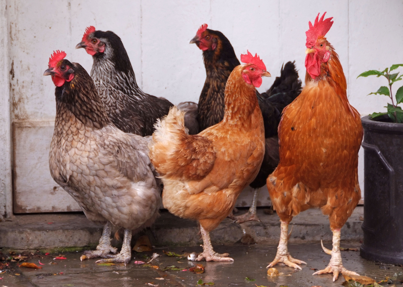 This Amazing Theory About the Domestication of Chickens | Alamy Stock Photo by christopher jones 