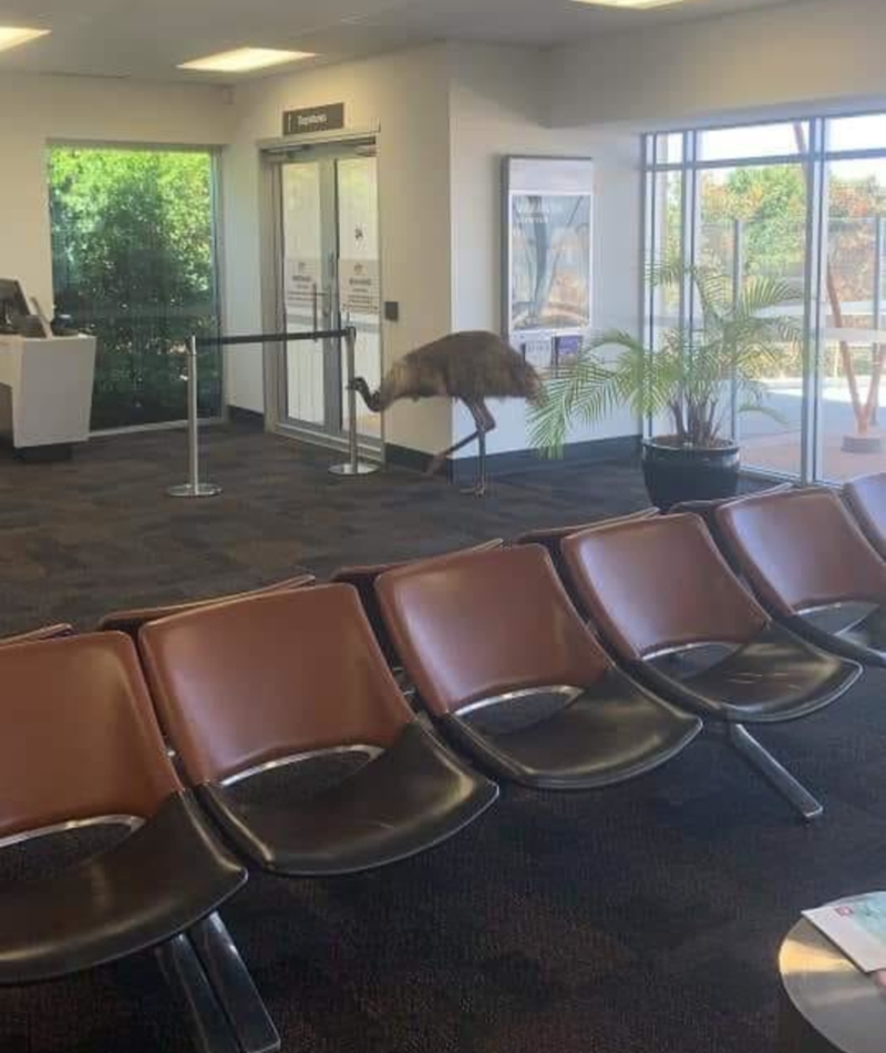 An Emu at the Airport | Reddit.com/kaptiankrunchy