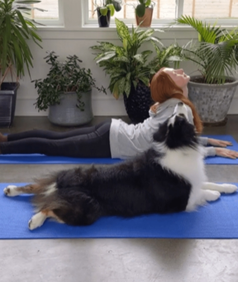 Yoga mit dem Hund | Instagram/@my_aussie_gal