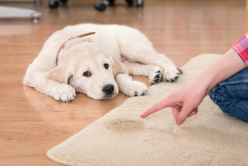 Pet Potty Training | Shutterstock