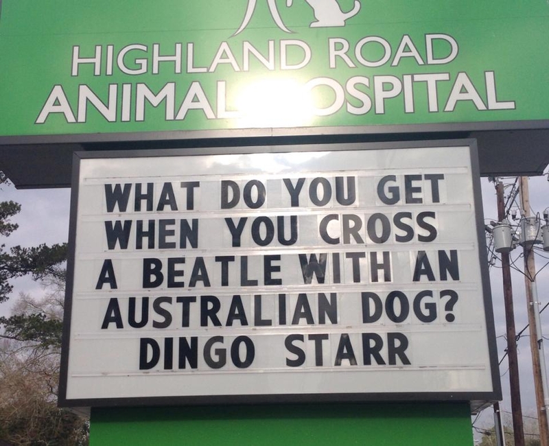 We're Not Sure About Dingo Starr | Facebook/@HighlandRoadAnimalHospital