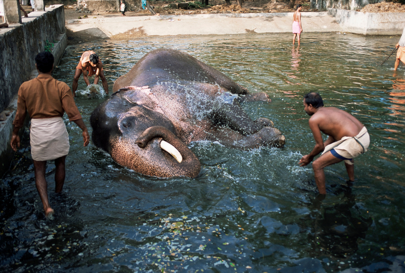 A Spa for Elephants | Alamy Stock Photo